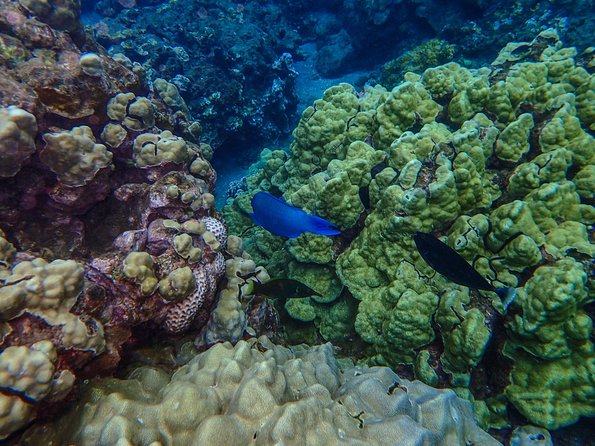 Four Winds Molokini Snorkeling Tour from Maalaea Harbor - Whale watching between December and March