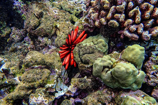 Four Winds Molokini Snorkeling Tour from Maalaea Harbor - When weather changes the plan