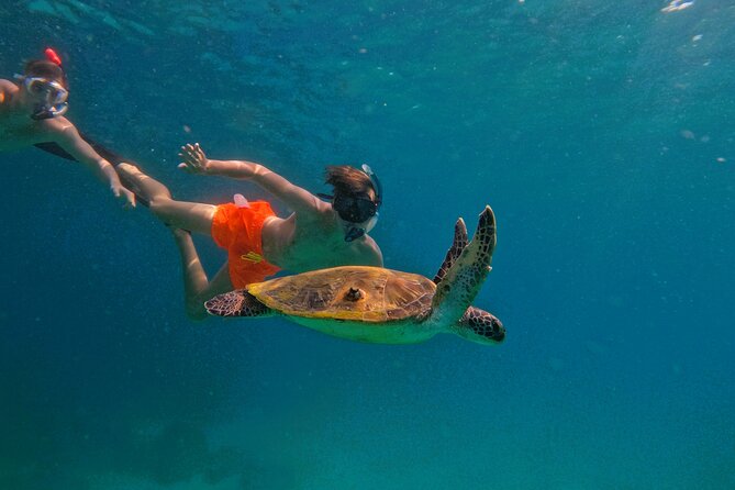 From Abu Dhabi: Snorkeling with Turtles in Fujairah with BBQ - Why the turtles make this Abu Dhabi day trip worthwhile
