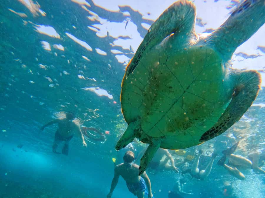 From Abu Dhabi: Snorkeling with Turtles in Fujairah with BBQ - Should you book the Fujairah turtle snorkeling trip?