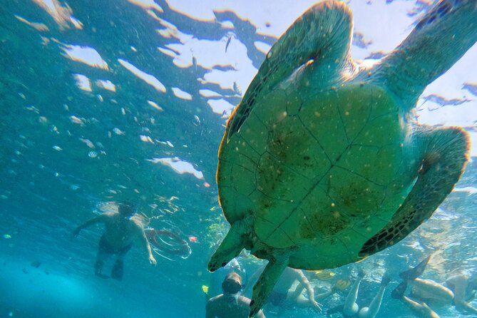 From Abu Dhabi: Snorkeling with Turtles in Fujairah with BBQ - Snoopy Island and Sharm Rocks: two chances to meet marine life