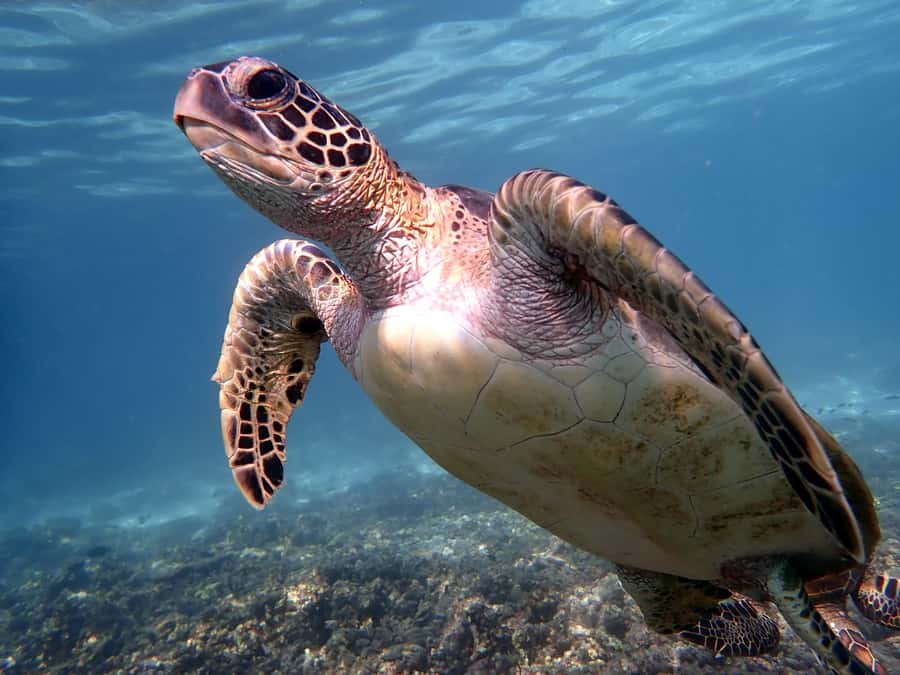 From Al-Seeb: Dimaniyat Islands Boat Trip with Snorkeling - Turtle City is the reason to book