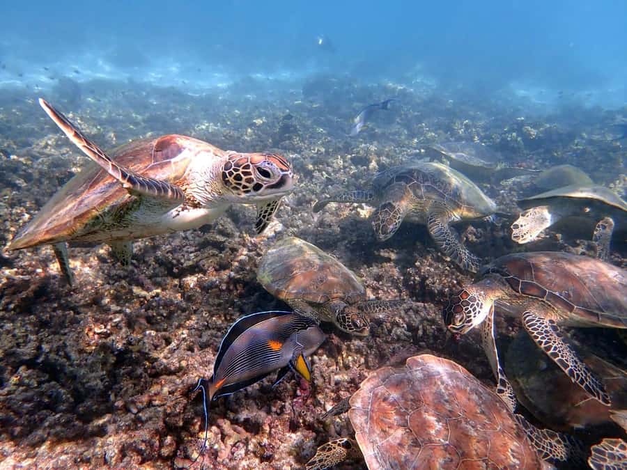 From Al-Seeb: Dimaniyat Islands Boat Trip with Snorkeling - What the safety briefing really adds