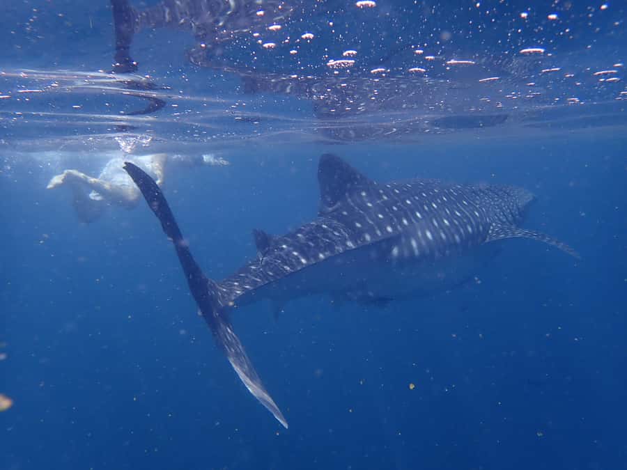 From Al-Seeb: Dimaniyat Islands Boat Trip with Snorkeling - Snacks, drinks, and the early return