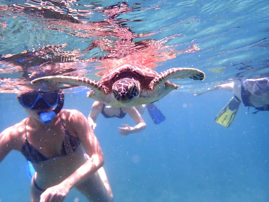 From Al-Seeb: Dimaniyat Islands Boat Trip with Snorkeling - Who will enjoy this trip most