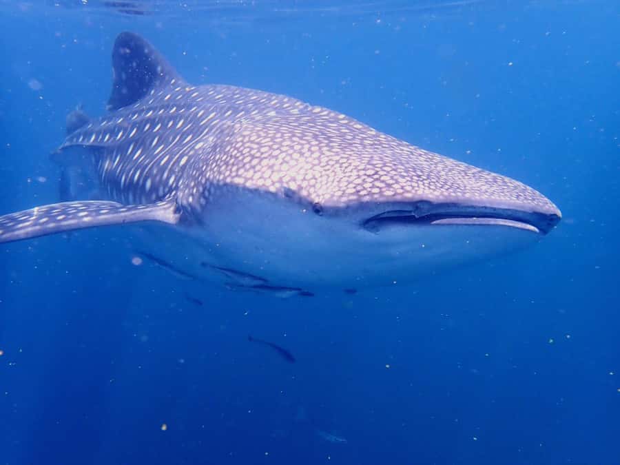 From Al-Seeb: Dimaniyat Islands Boat Trip with Snorkeling - Should you book the Dimaniyat Islands trip?
