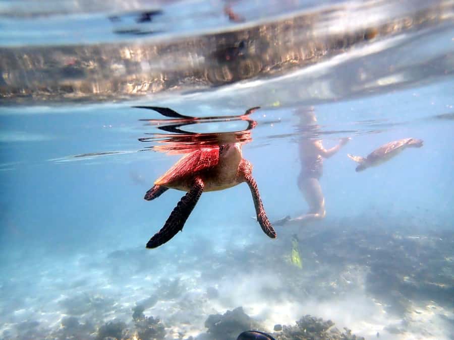 From Al-Seeb: Dimaniyat Islands Boat Trip with Snorkeling - A fast boat ride from Al-Seeb Port