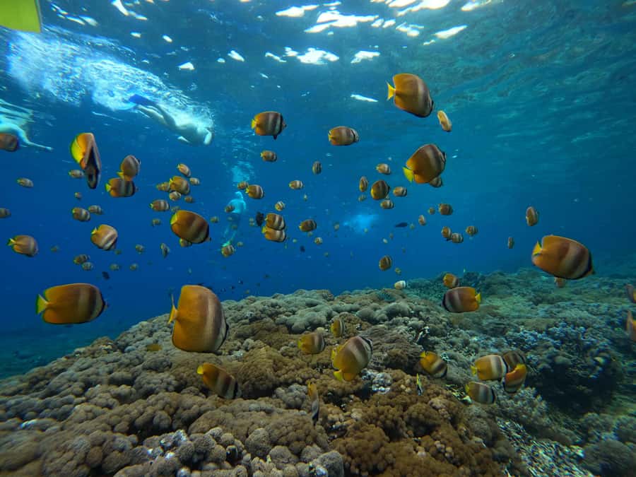From Bali: 3 Snorkeling Spots Tour to Lembongan and Penida - Crystal Bay and the search for mantas