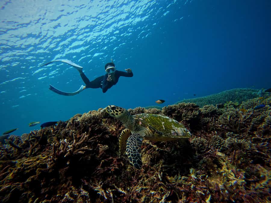 From Bali: 3 Snorkeling Spots Tour to Lembongan and Penida - A 30-minute paddle through the mangroves