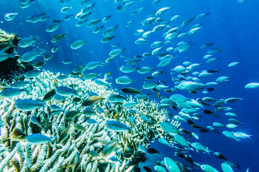 From Bali: Half Day Snorkeling 3 Spots to Lembongan & Penida - What the three snorkeling stops are like