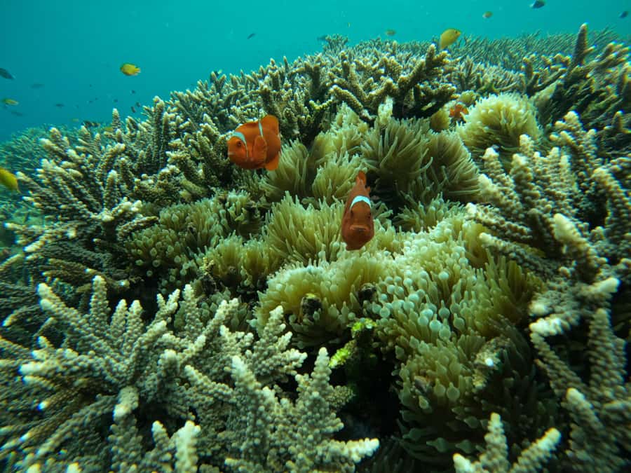 From Bali: Half Day Snorkeling 3 Spots to Lembongan & Penida - What to bring and how to make the day easier