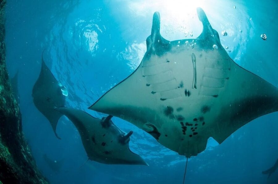 From Bali: Nusa Penida Full Day Private Snorkeling Tour - Gamat Bay is the quieter fish stop