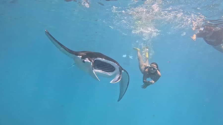 From Bali: Nusa Penida Private Snorkeling and Land Tour - From Sanur Harbor to Nusa Penida in 45 minutes