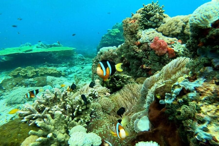 From Bali: Nusa Penida Private Snorkeling and Land Tour - Who will enjoy this Nusa Penida day trip
