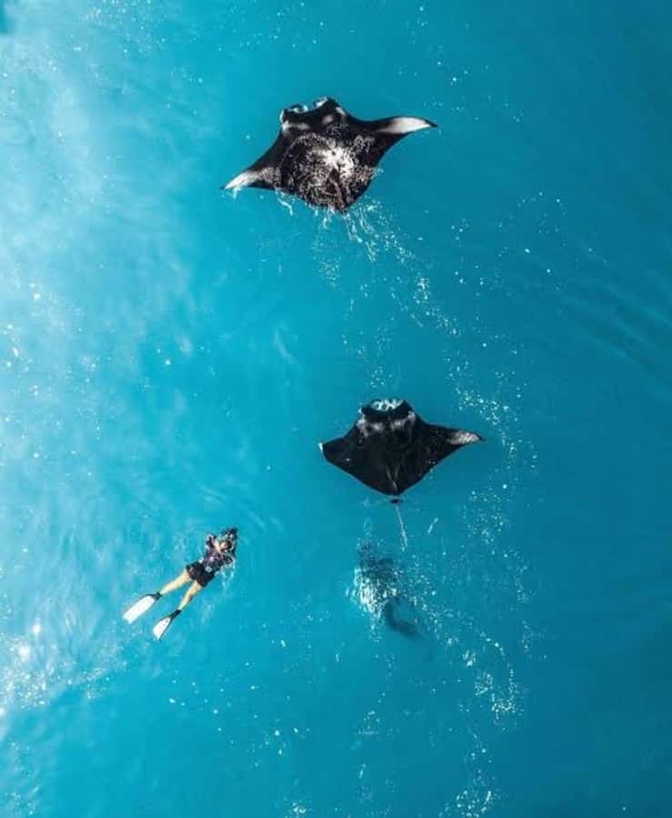 From Bali: Nusa Penida Private Snorkeling and Land Tour - Manta Bay: the day’s most exciting gamble