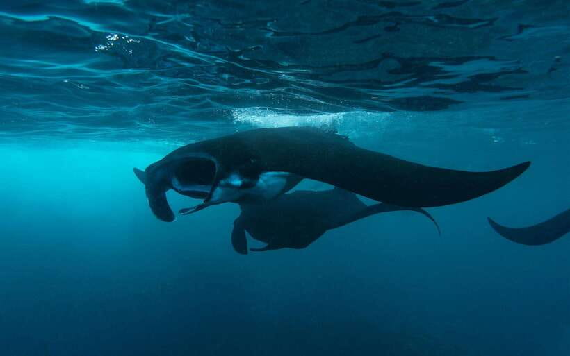 From Bali: Nusa Penida Private Snorkeling Tour with Lunch - SD Point and Wall Bay: reef time after the mantas