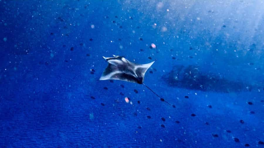 From Bali: Nusa Penida Snorkel 3 Spots w/ GoPro & Kayak tour - The Early Start at Sanur Port