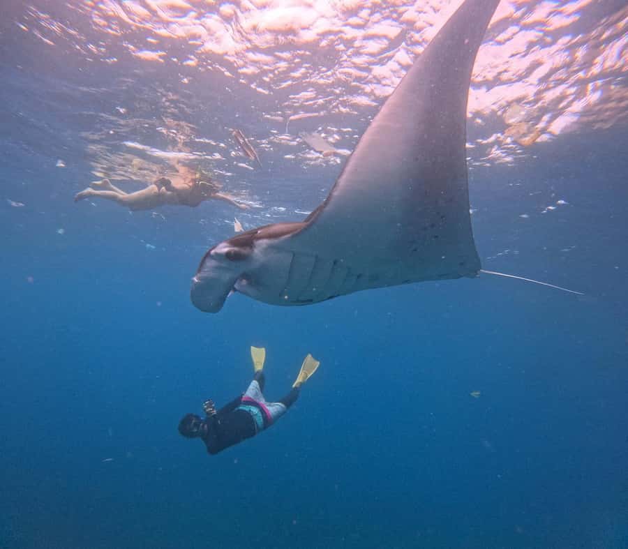 From Bali: Nusa Penida Snorkel 3 Spots w/ GoPro & Kayak tour - Lunch and One Hour in the Mangroves