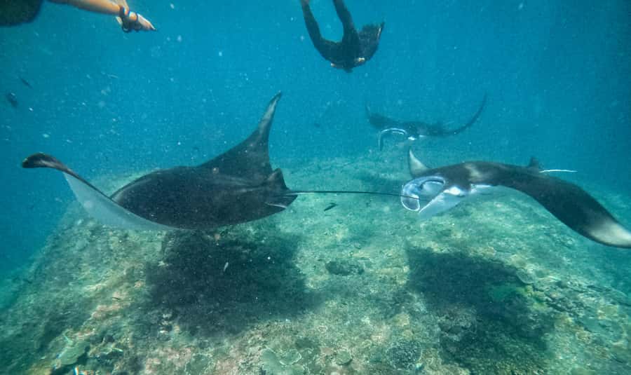 From Bali: Snorkeling at Manta Point Nusa Penida & Land Tour - Manta Point: the reason to get up early