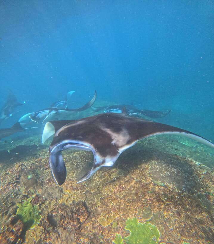 From Bali : Snorkeling & Nusa Penida Island Tour with Lunch - FAQ