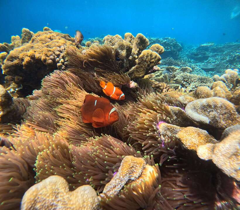 From Bali : Snorkeling & Nusa Penida Island Tour with Lunch - Kelingking Beach and the famous T-Rex view