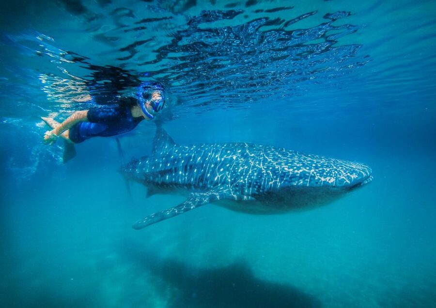 From Cabo: Snorkel with Whale Sharks in La Paz - Key points at a glance