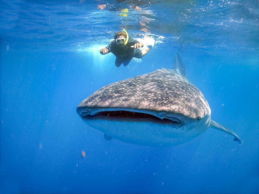 From Cabo: Snorkel with Whale Sharks in La Paz - The whale shark day begins before the water