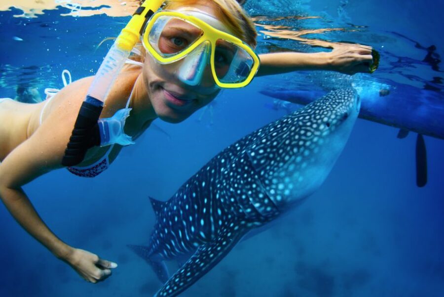 From Cabo: Snorkel with Whale Sharks in La Paz - What swimming with a whale shark is really like