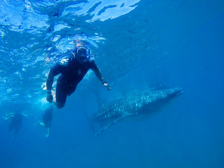 From Cabo: Snorkel with Whale Sharks in La Paz - La Paz gives the day a welcome pause