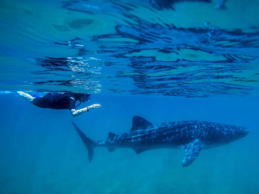 From Cabo: Snorkel with Whale Sharks in La Paz - Who will enjoy this most?
