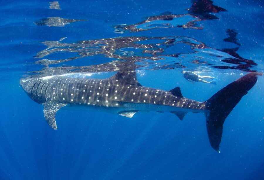 From Cabo: Snorkel with Whale Sharks in La Paz - Should you book the whale shark trip?