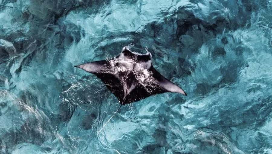 From Ceningan: Snorkeling with Manta Rays & Land Tour - Key points to know before you book