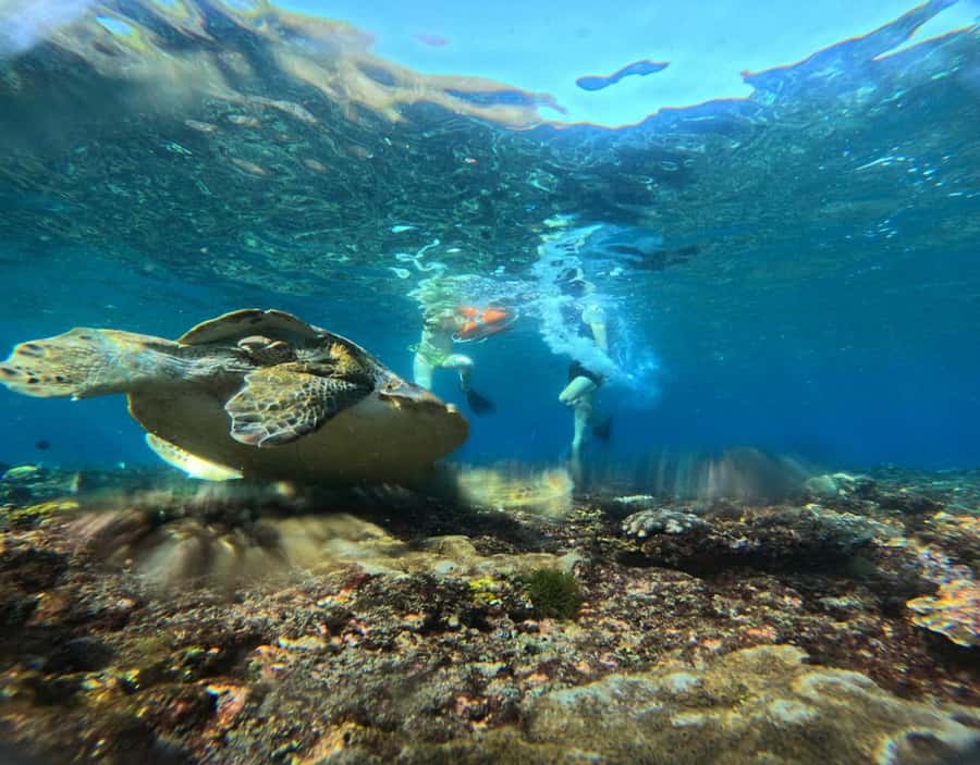From Ceningan: Snorkeling with Manta Rays & Land Tour - What to bring and how to prepare