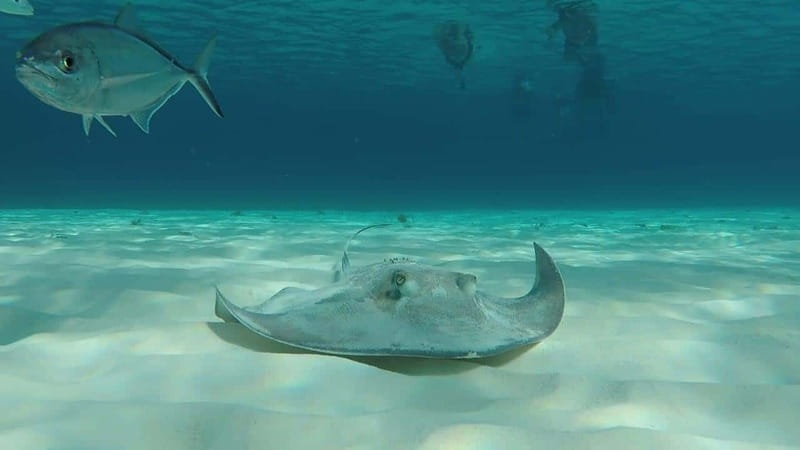 From Cozumel: 3 Reefs Boat Tour with Drinks and Snorkeling - Key points before you book