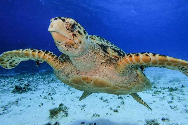 From Cozumel: 3 Reefs Boat Tour with Drinks and Snorkeling - Playa el Cielo: starfish, rays, and shallow turquoise water