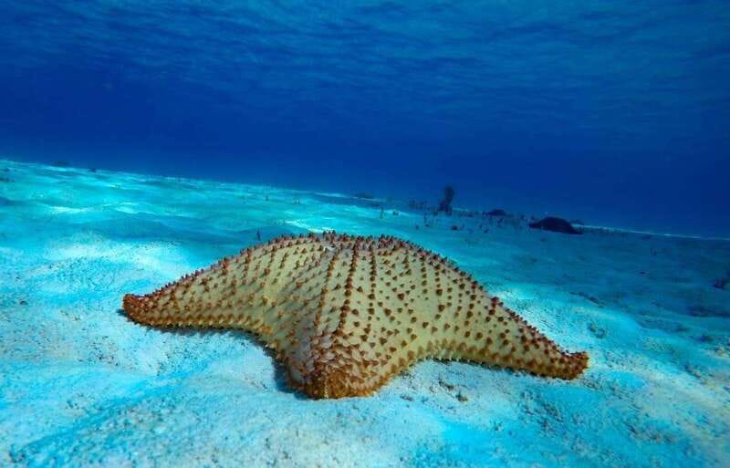 From Cozumel: 3 Reefs Boat Tour with Drinks and Snorkeling - Palancar and Columbia: where the larger fish appear