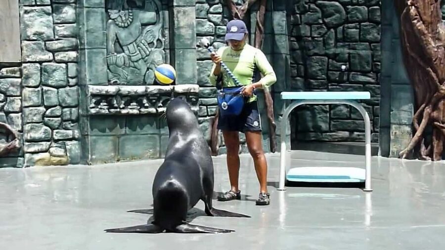 From Cozumel: Official Chankanaab Park Day Pass and Snorkel - Key points to know before you go