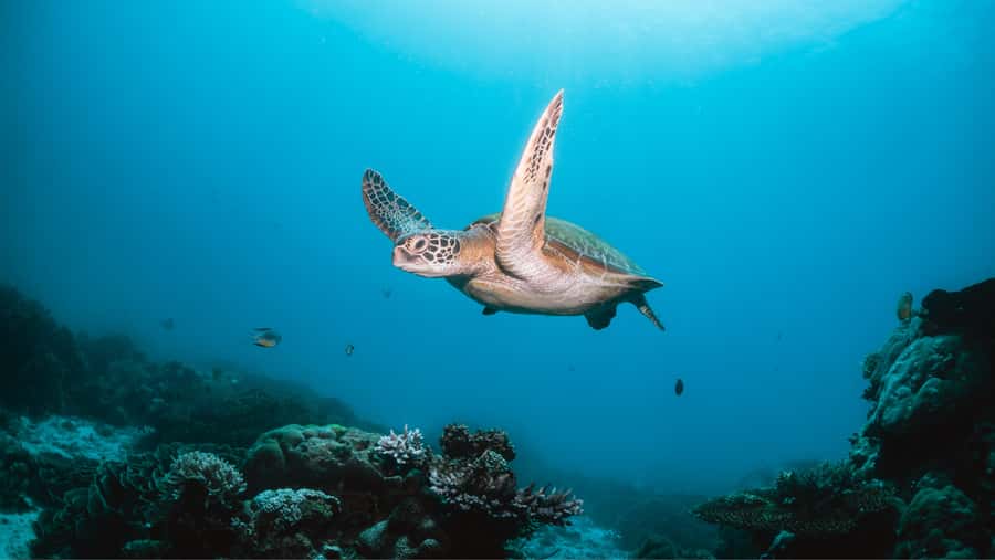 From Dubai: Discovery Scuba Diving & Snorkeling In Fujairah - From Dubai to Dibba, a full day on the Gulf of Oman