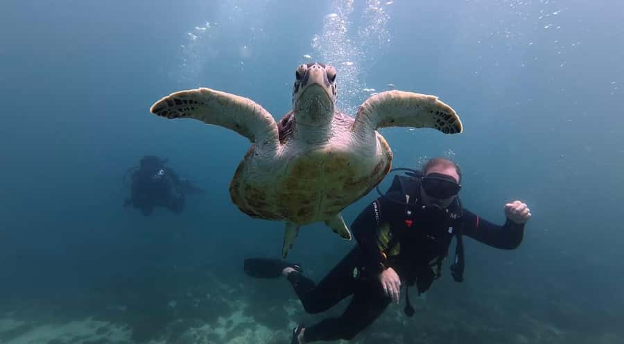 From Dubai: Discovery Scuba Diving & Snorkeling In Fujairah - Is the $158 price good value?