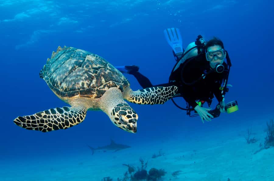 From Dubai: Fujairah Half-Day Scuba Dive and Snorkeling - Key points to know before booking