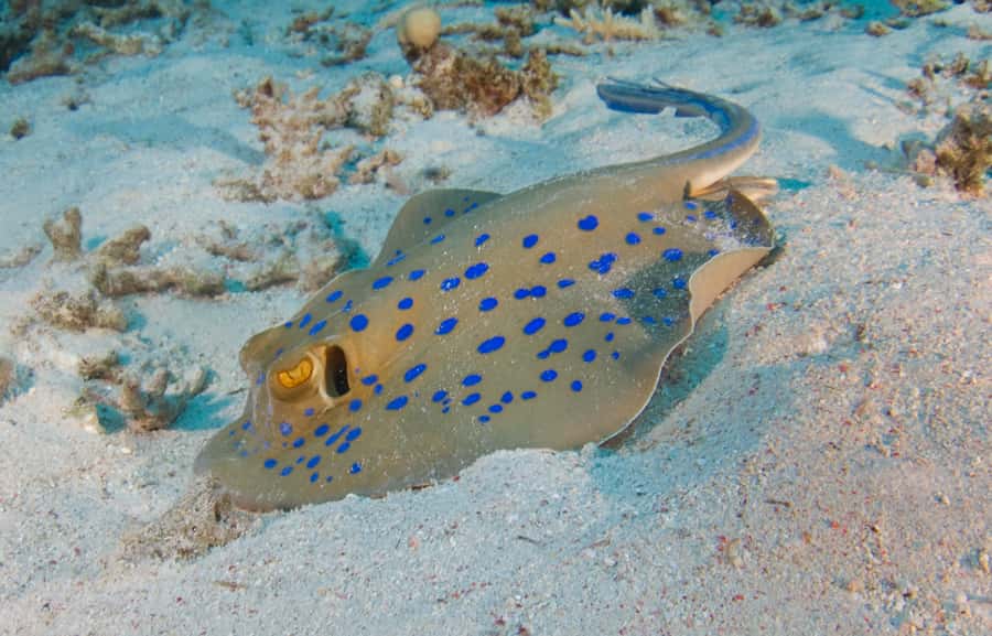 From Dubai: Fujairah Half-Day Scuba Dive and Snorkeling - The boat ride and first reef session