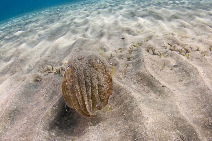 From Dubai: Fujairah Half-Day Scuba Dive and Snorkeling - How much value do you get for $157?