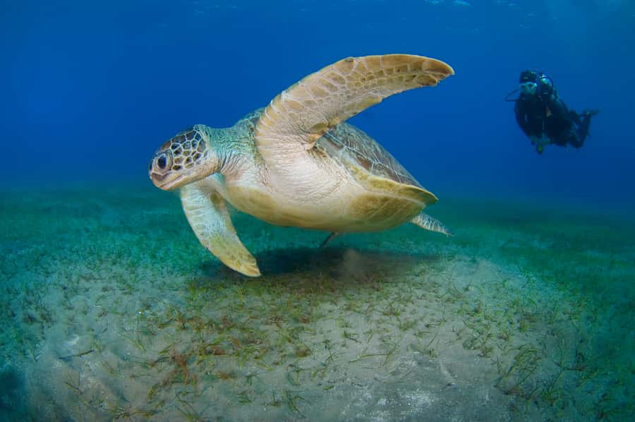 From Dubai: Fujairah Half-Day Scuba Dive and Snorkeling - Safety, fitness, and practical limits