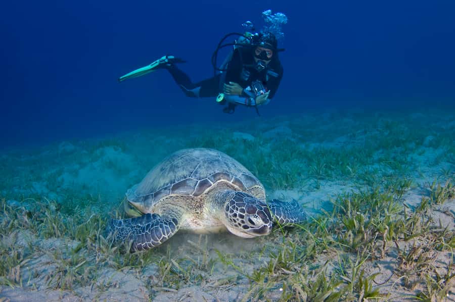 From Dubai: Fujairah Half-Day Scuba Dive and Snorkeling - Who should book this Fujairah outing?