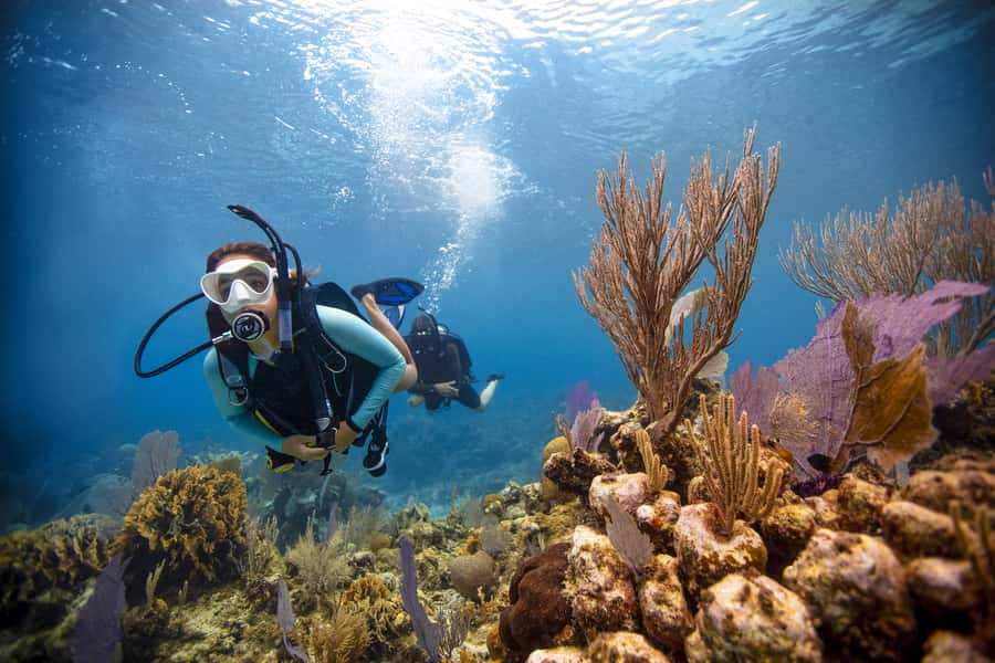 From Dubai: Fujairah Scuba Dive and Snorkeling - Key points at a glance