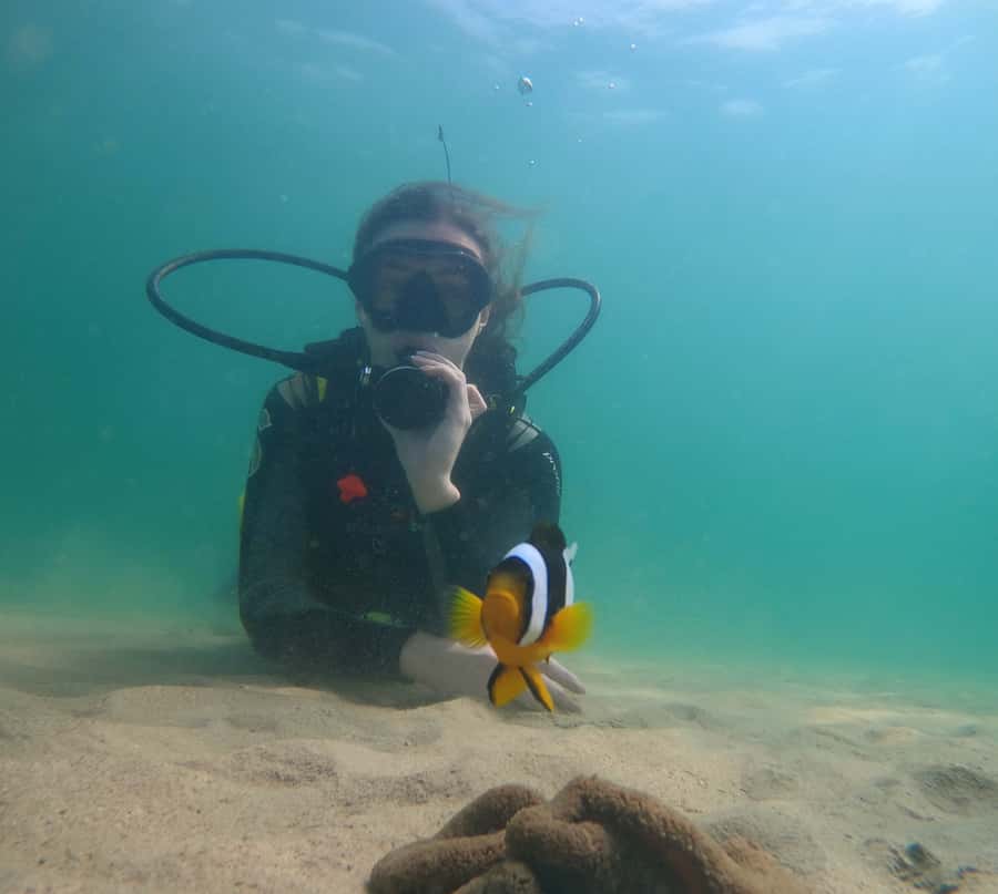 From Dubai: Fujairah Scuba Dive and Snorkeling - What you may see below the surface