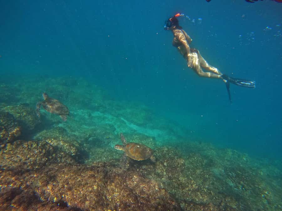 From Dubai: Fujairah Snorkeling with Turtles, Transfer & BBQ - Quick facts about the Fujairah snorkeling day