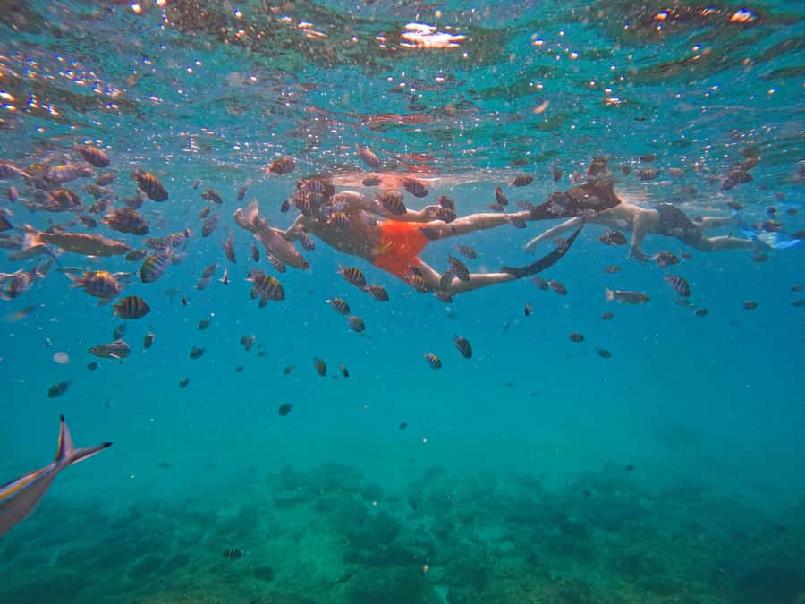 From Dubai: Fujairah Snorkeling with Turtles, Transfer & BBQ - BBQ lunch after the water session