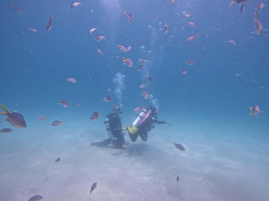 From Dubai: Try Scuba Diving, Snorkeling with BBQ & Transfer - Why Fujairah Makes Sense for a Sea Day
