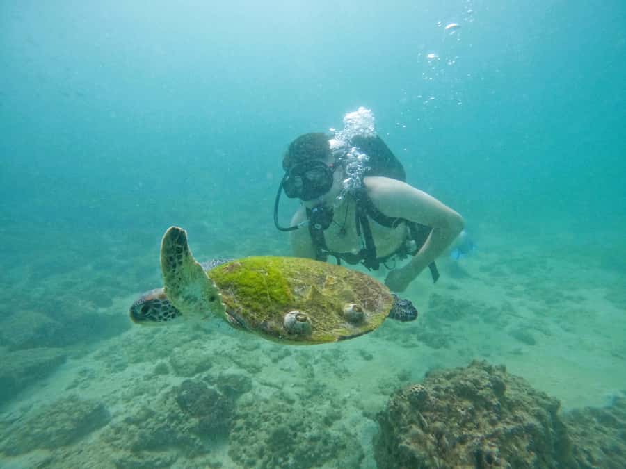 From Dubai: Try Scuba Diving, Snorkeling with BBQ & Transfer - Sharm Rocks and the Pleasure of Snorkeling